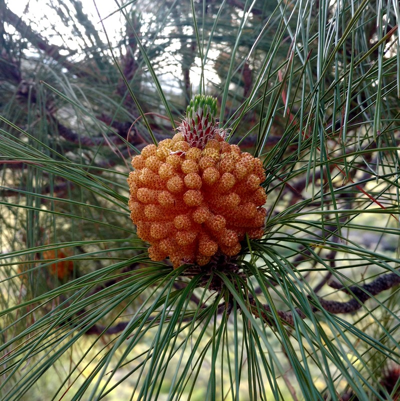 Canary Island Pine photo 3
