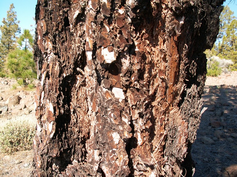 Canary Island Pine photo 4