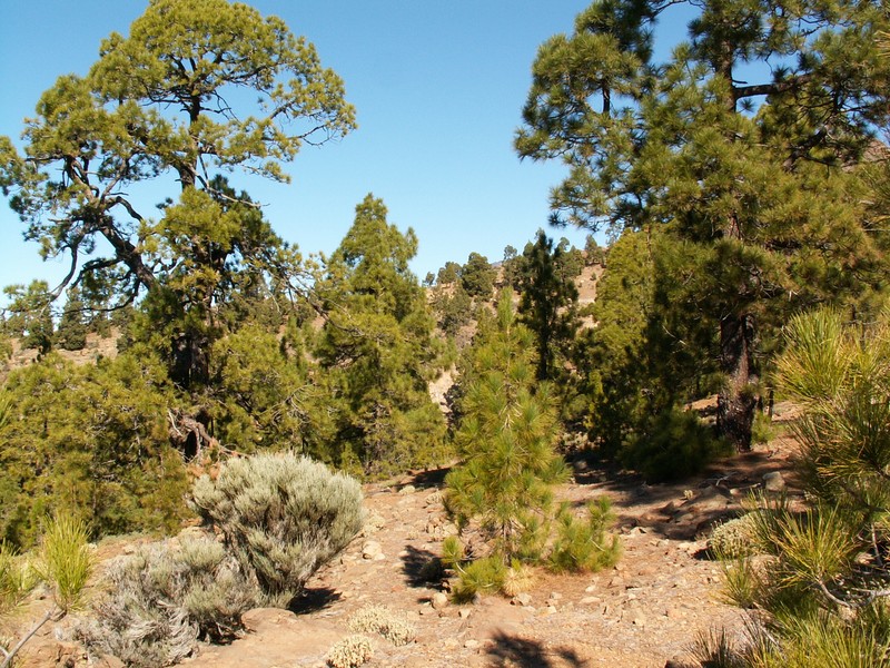 Canary Island Pine photo 5