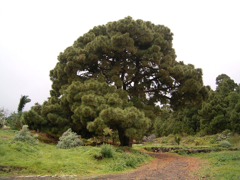 Canary Island Pine photo 6