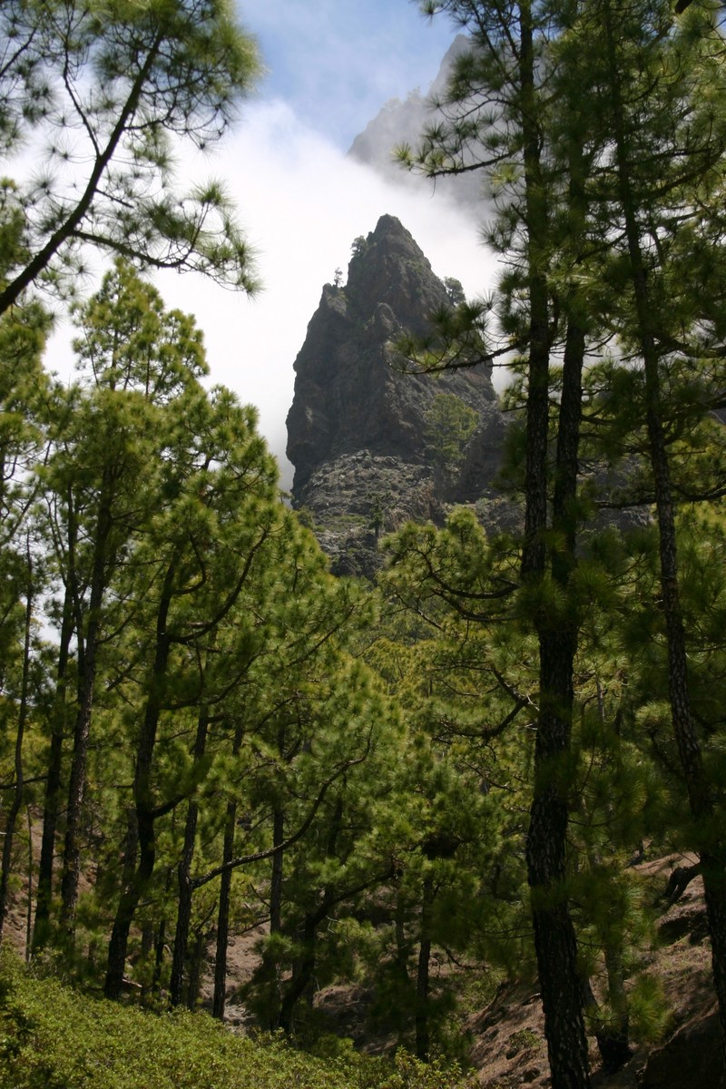 Canary Island Pine photo 7