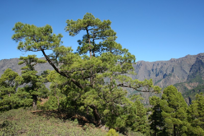 Canary Island Pine photo 8
