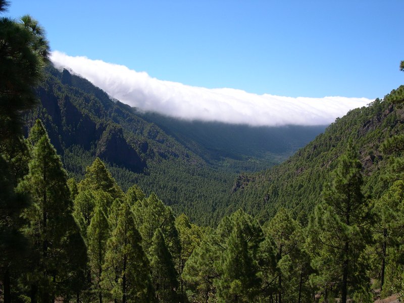 Canary Island Pine