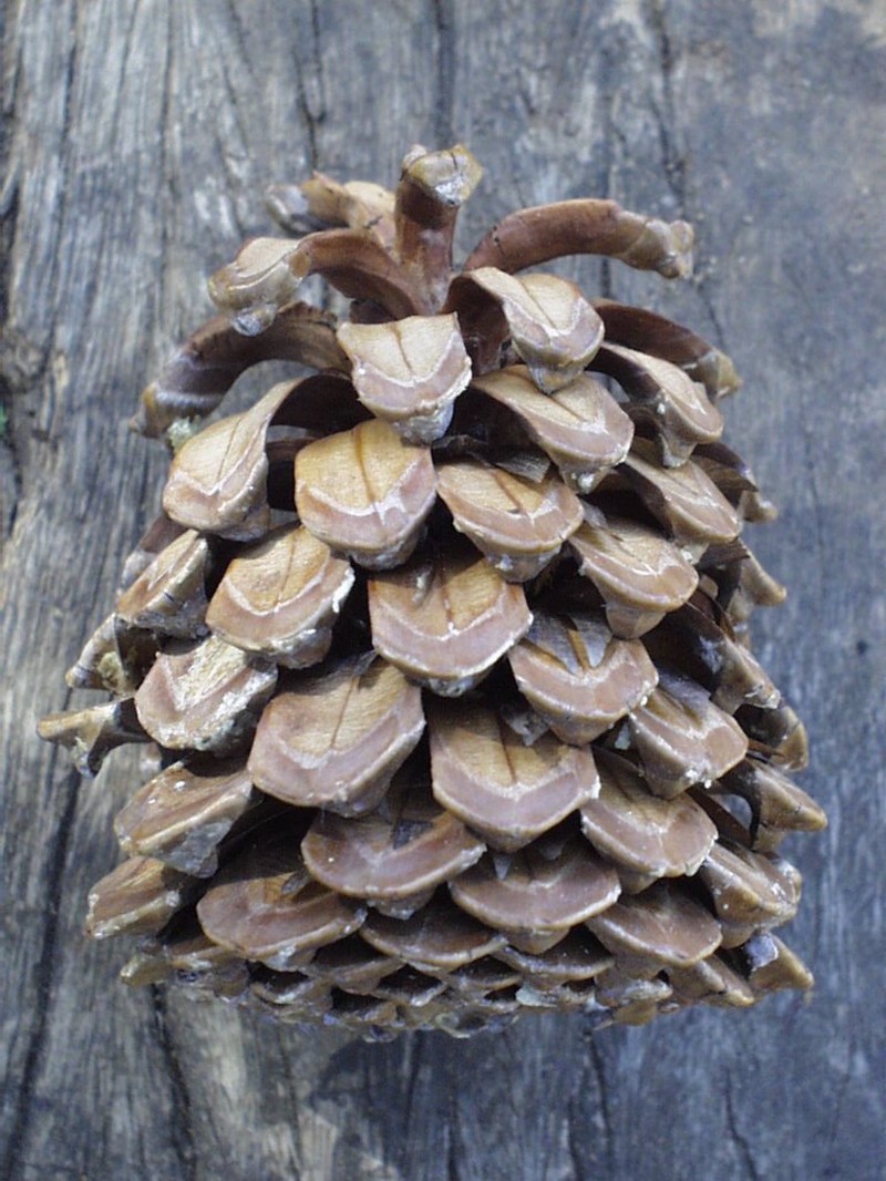 Canary Island Pine