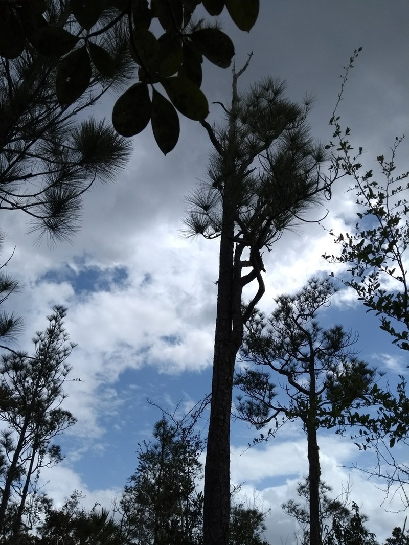 Caribbean Pine photo 2