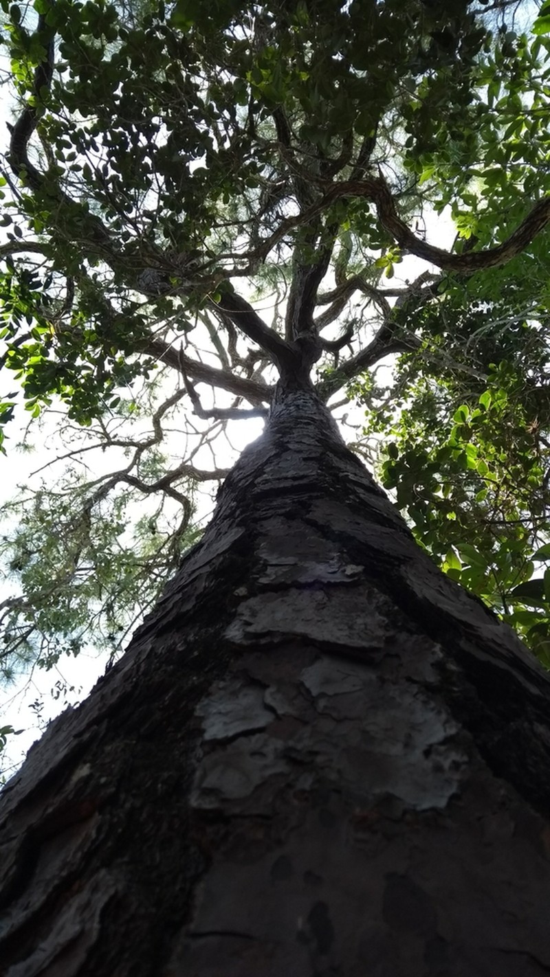 Caribbean Pine photo 3