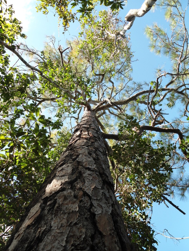 Caribbean Pine photo 4