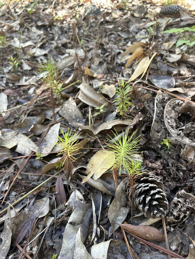 Caribbean Pine photo 5
