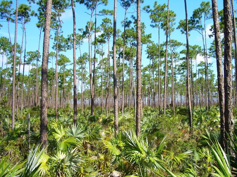 Caribbean Pine photo 6