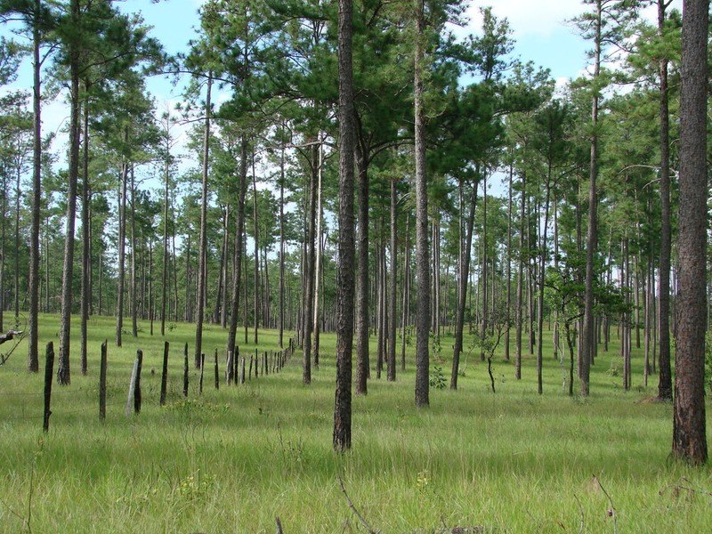 Caribbean Pine photo 7