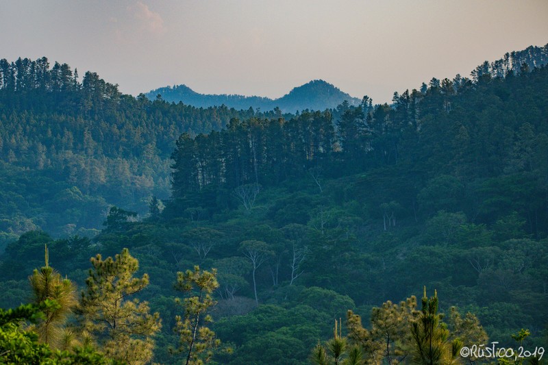 Caribbean Pine photo 8