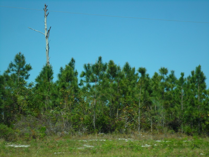 Caribbean Pine photo 4