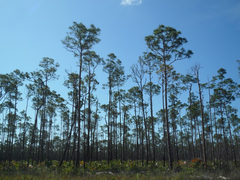 Caribbean Pine photo 5