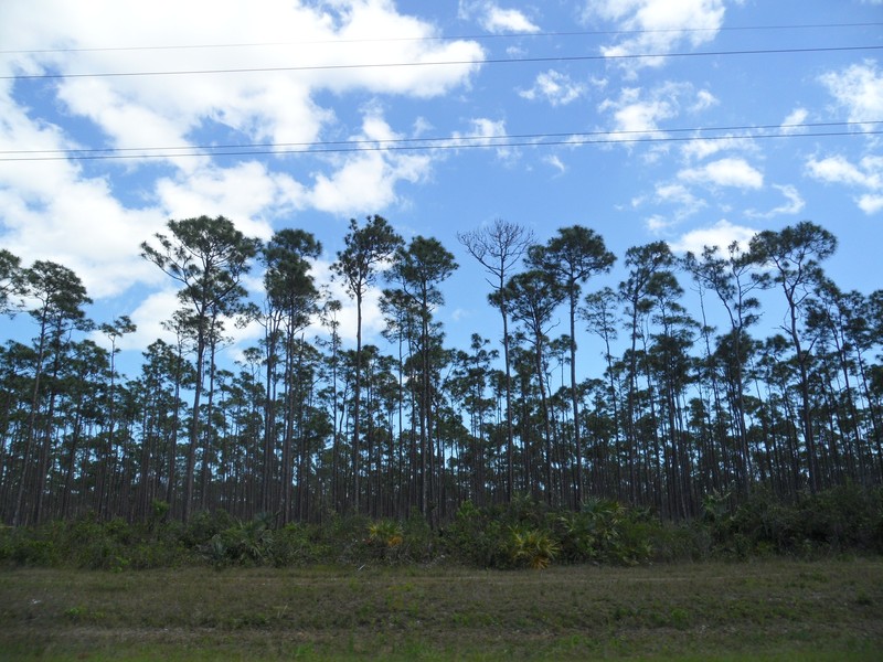 Caribbean Pine photo 6