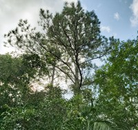 Caribbean Pine
