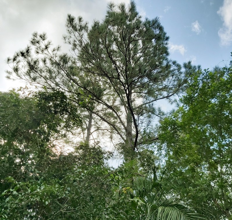 Caribbean Pine