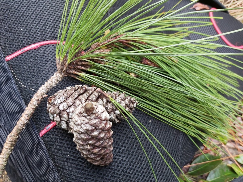 Caribbean Pine photo 2