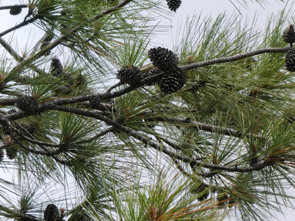 Caribbean Pine photo 7