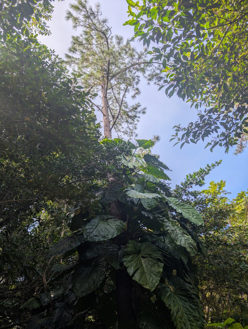 Caribbean Pine photo 8