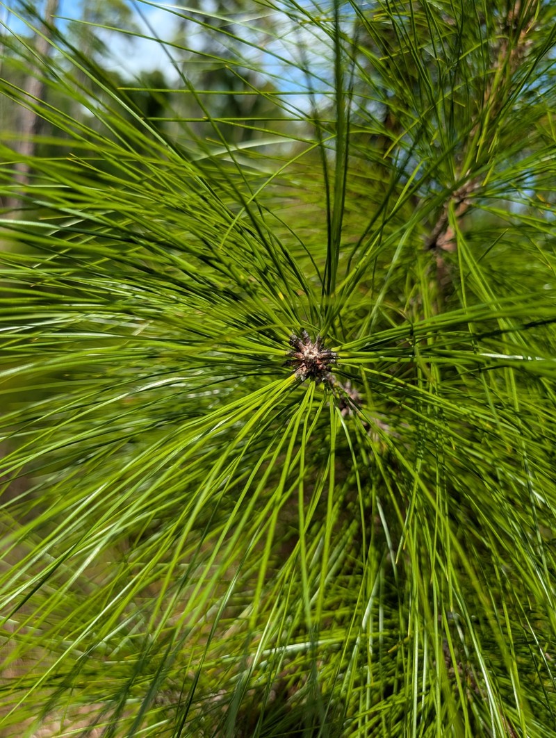 Pinus caribaea var. bahamensis