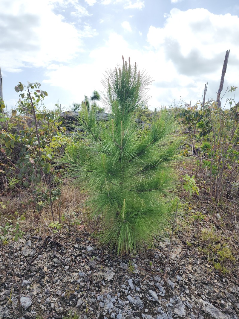 Pinus caribaea var. bahamensis photo 2