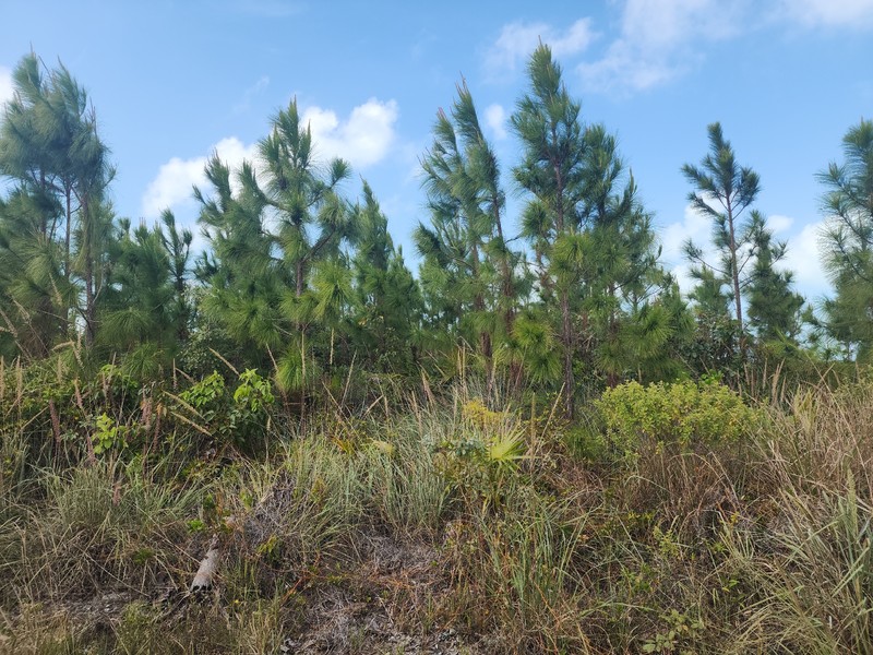 Pinus caribaea var. bahamensis photo 6