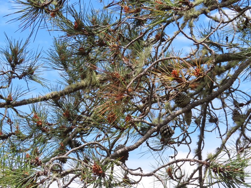 Pinus caribaea var. caribaea