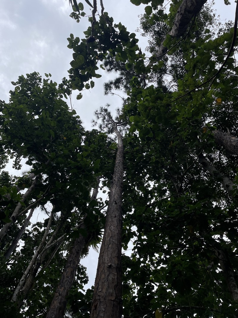 Pinus caribaea var. caribaea photo 2