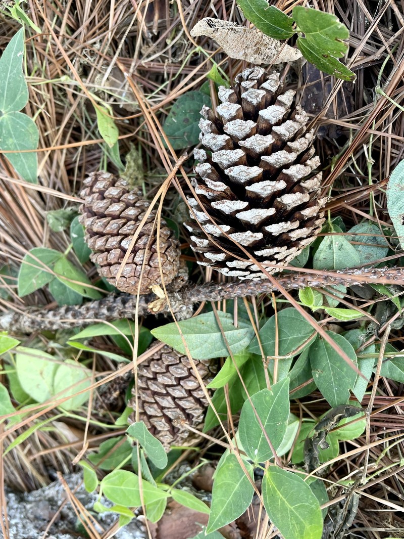 Pinus caribaea var. caribaea photo 3