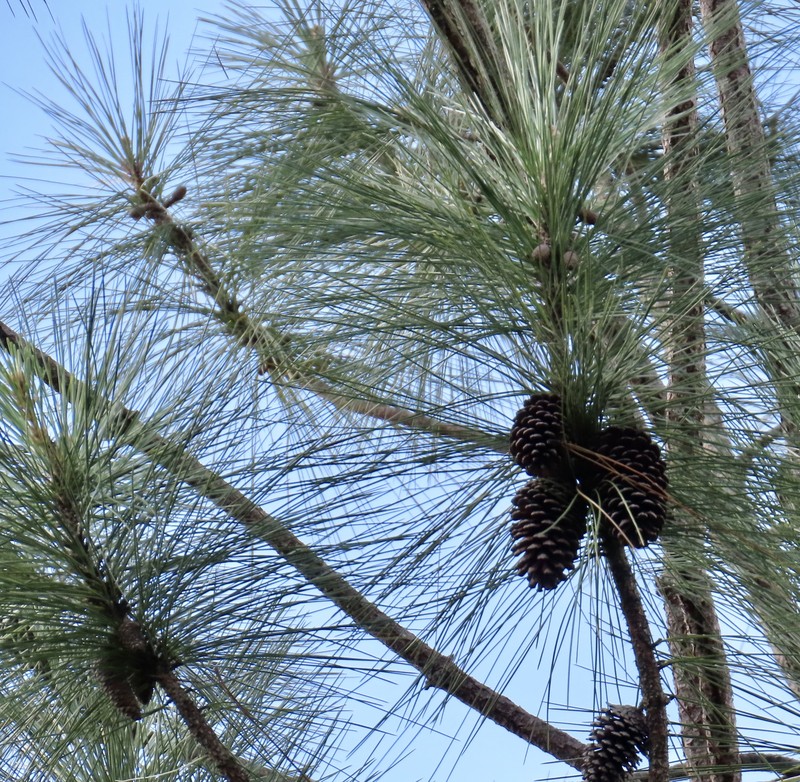 Pinus caribaea var. caribaea photo 4
