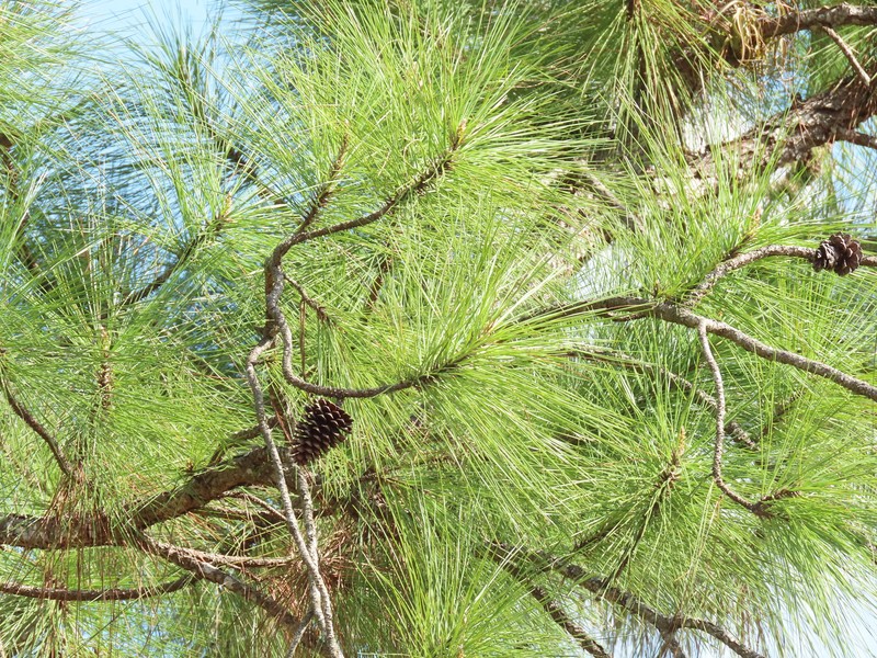 Pinus caribaea var. caribaea photo 5