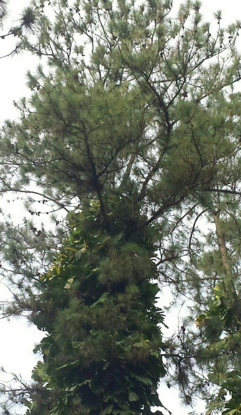 Pinus caribaea var. caribaea photo 6
