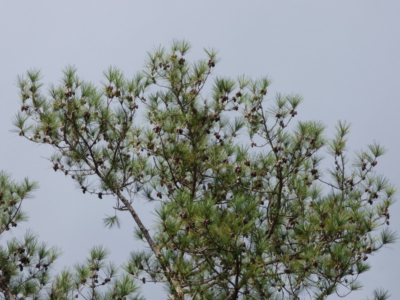 Pinus caribaea var. caribaea photo 7