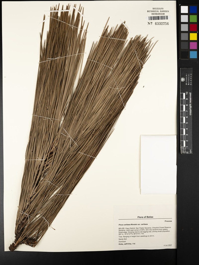 Pinus caribaea var. caribaea photo 8