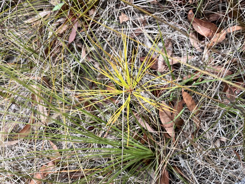 Pinus caribaea var. hondurensis photo 3