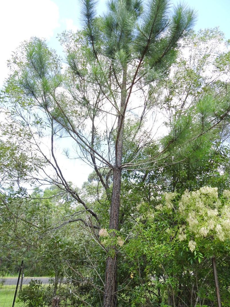 Pinus caribaea var. hondurensis photo 4