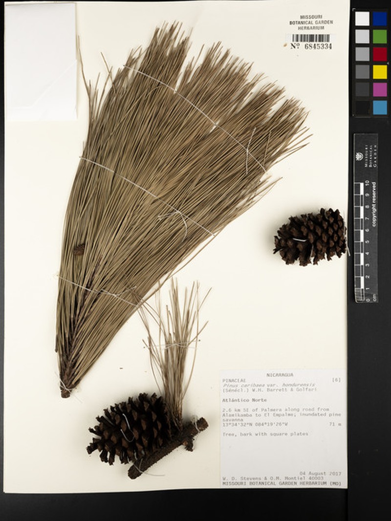 Pinus caribaea var. hondurensis photo 8