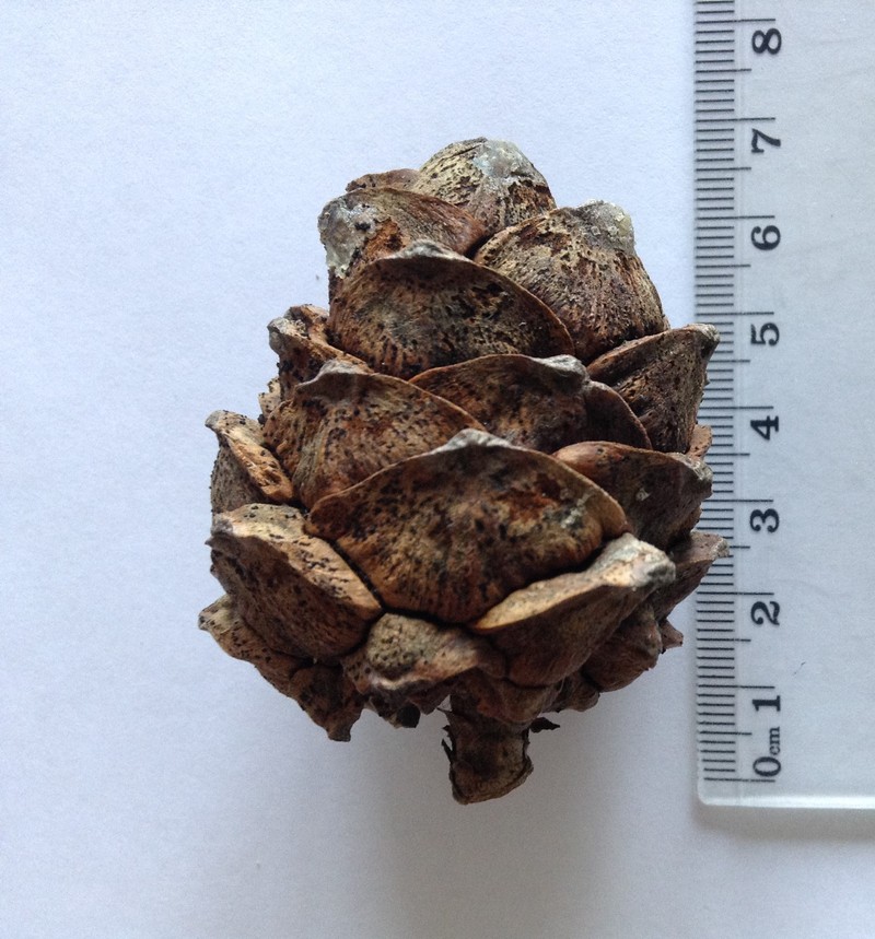 Swiss Stone Pine photo 7