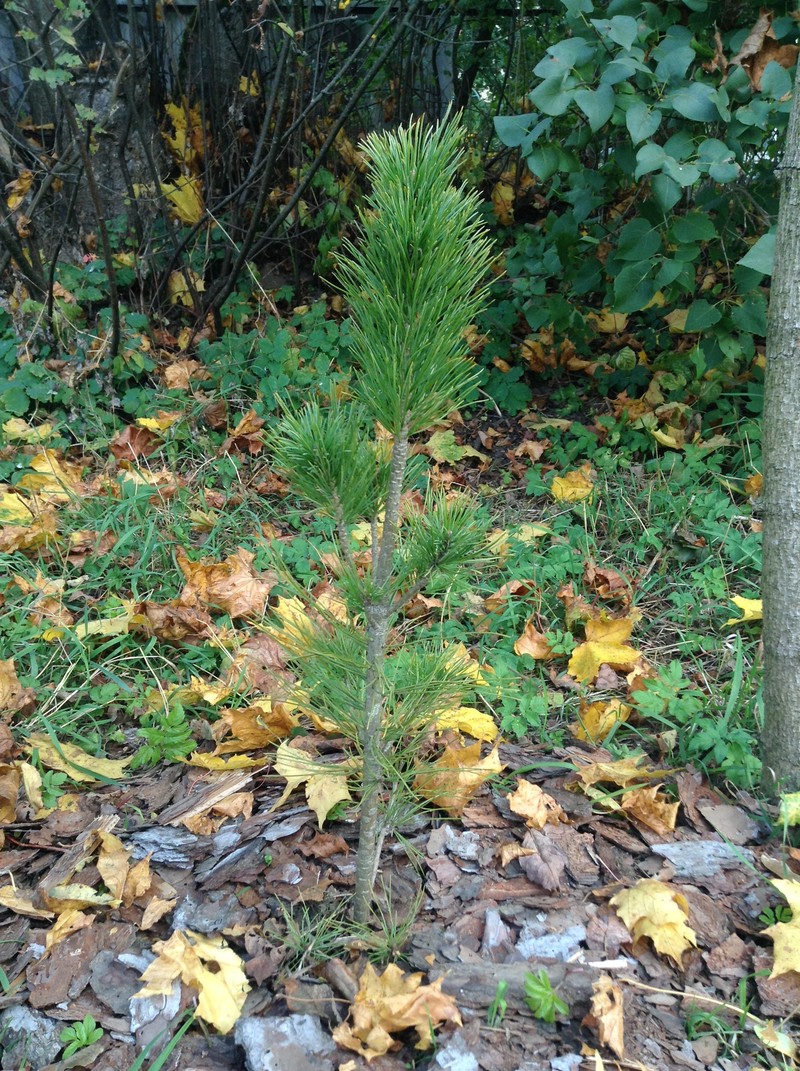 Swiss Stone Pine photo 8