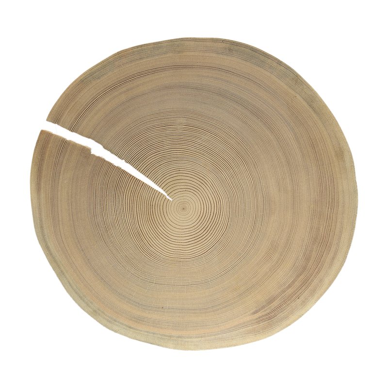 Swiss Stone Pine photo 2