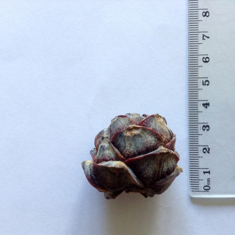 Swiss Stone Pine photo 3