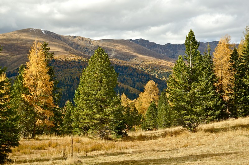 Swiss Stone Pine photo 4