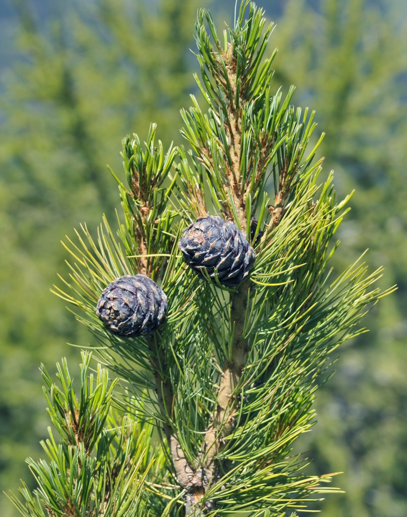 Swiss Stone Pine photo 5