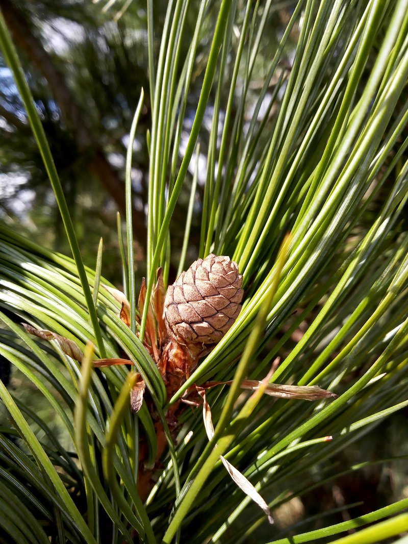 Swiss Stone Pine photo 6