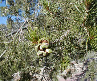 Mexican Pinyon photo 7