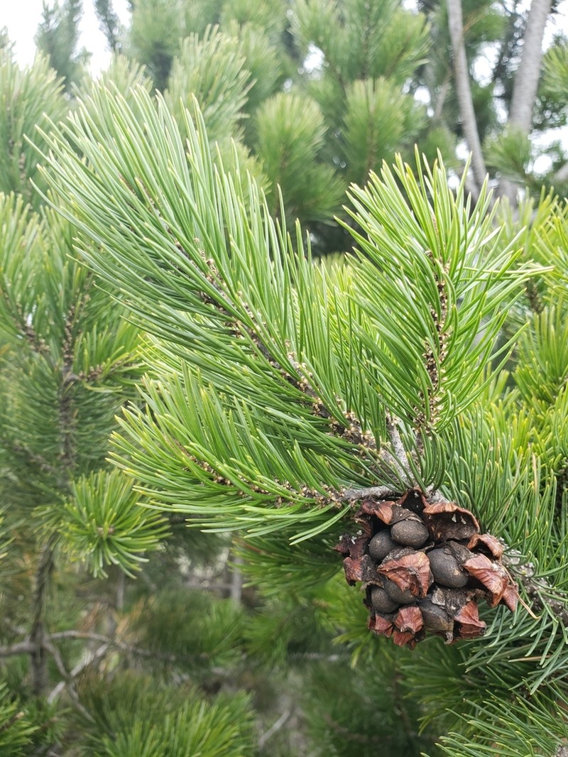 Mexican Pinyon photo 3