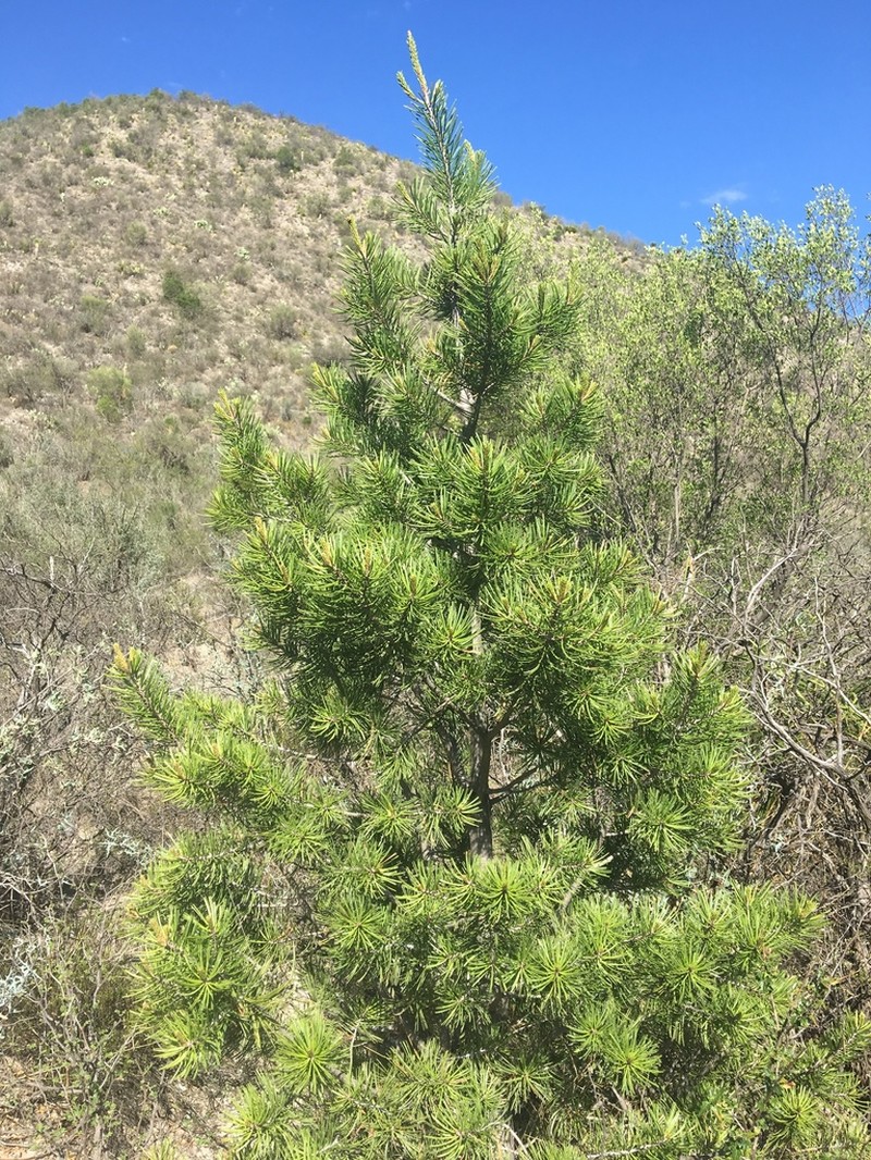 Mexican Pinyon photo 4