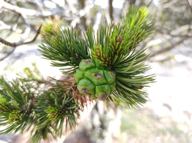 Mexican Pinyon photo 5