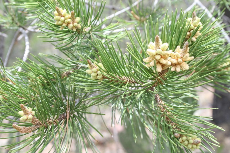 Mexican Pinyon photo 6