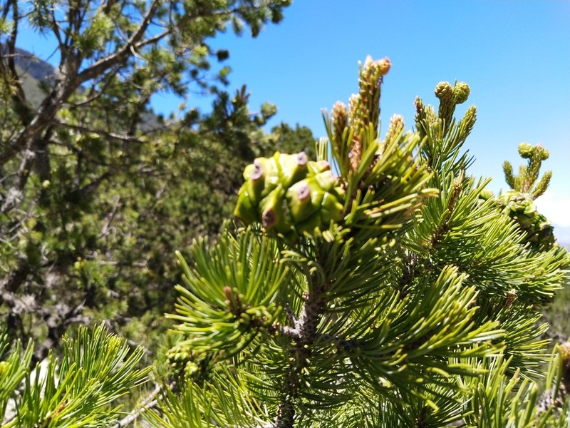 Mexican Pinyon photo 7